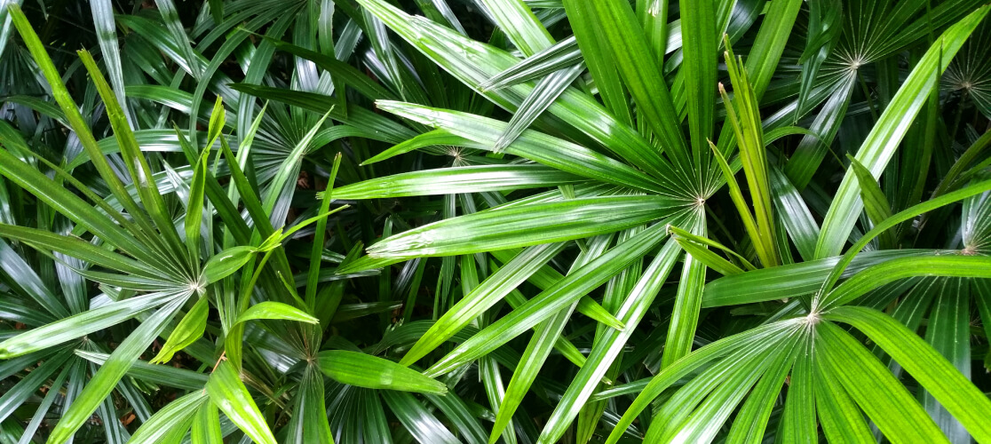 Saw Palmetto
