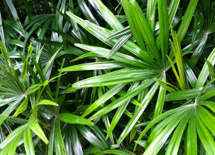 Saw Palmetto