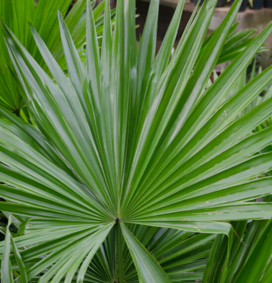 Saw Palmetto