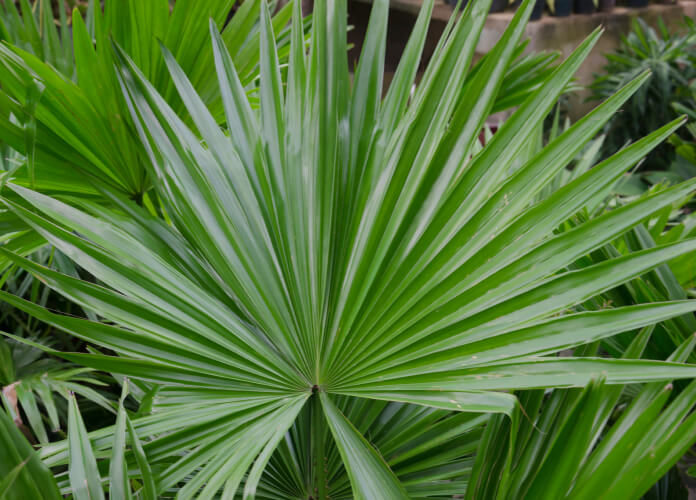 Saw Palmetto